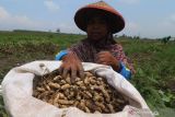 Petani memanen kacang tanah di area persawahan Desa Paron, Kediri, Jawa Timur, Jumat (29/10/2021). Petani di daerah tersebut memilih menanam kacang tanah daripada tanaman palawija lainnya karena mampu mengembalikan unsur hara dalam tanah. Antara Jatim/Prasetia Fauzani/zk