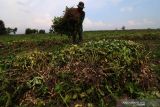 Petani memanen kacang tanah di area persawahan Desa Paron, Kediri, Jawa Timur, Jumat (29/10/2021). Petani di daerah tersebut memilih menanam kacang tanah daripada tanaman palawija lainnya karena mampu mengembalikan unsur hara dalam tanah. Antara Jatim/Prasetia Fauzani/zk