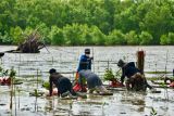 BRGM percepat restorasi gambut dan mangrove