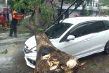 Cuaca buruk, pohon timpa mobil di Jember