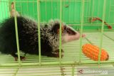 Warga Agam temukan tikus langka, menyerupai babi dan bulu atasnya seperti landak