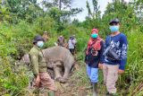 Seekor gajah sumatra ditemukan mati di Pelalawan Riau