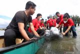 SIMULASI PENANGANAN MAMALIA LAUT TERDAMPAR. Pemateri pelatihan penanganan mamalia laut terdampar Agus Jaenudin (kanan) memperagakan cara melepas lumba-lumba yang terjerat jaring di pesisir pantai Ulee Lheu, Banda Aceh, Aceh, Selasa (2/11/2021). Fakultas Kedokteran Hewan Universitas Syiah Kuala bersama yayasan WWF Indonesia yang difasilitasi Indonesia Aquatic Megafauna - Flying Vet (I AM Flying Vet Indonesia) dan Balai Pengelolaan Sumberdaya Pesisir dan Laut (BPSPL) wilayah Padang Satker Aceh menggelar pelatihan penanganan mamalia laut terdampar sebagai upaya meningkatkan kapasitas serta ketersediaan sumber daya manusia lembaga terkait maupun pegiat konservasi di daerah yang memiliki potensi tinggi ditemukannya mamalia laut yang terdampar. ANTARA FOTO/Irwansyah Putra