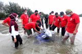 SIMULASI PENANGANAN MAMALIA LAUT TERDAMPAR. Peserta pelatihan penanganan mamalia laut mengikuti simulasi pelepasan lumba-lumba yang terdampar di pesisir pantai Ulee Lheu, Banda Aceh, Aceh, Selasa (2/11/2021). Fakultas Kedokteran Hewan Universitas Syiah Kuala bersama yayasan WWF Indonesia yang difasilitasi Indonesia Aquatic Megafauna - Flying Vet (I AM Flying Vet Indonesia) dan Balai Pengelolaan Sumberdaya Pesisir dan Laut (BPSPL) wilayah Padang Satker Aceh menggelar pelatihan penanganan mamalia laut terdampar sebagai upaya meningkatkan kapasitas serta ketersediaan sumber daya manusia lembaga terkait maupun pegiat konservasi di daerah yang memiliki potensi tinggi ditemukannya mamalia laut yang terdampar. ANTARA FOTO/Irwansyah Putra