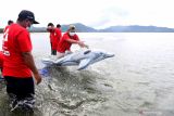 SIMULASI PENANGANAN MAMALIA LAUT TERDAMPAR. Peserta pelatihan penanganan mamalia laut mengikuti simulasi pelepasan lumba-lumba yang terdampar di pesisir pantai Ulee Lheu, Banda Aceh, Aceh, Selasa (2/11/2021). Fakultas Kedokteran Hewan Universitas Syiah Kuala bersama yayasan WWF Indonesia yang difasilitasi Indonesia Aquatic Megafauna - Flying Vet (I AM Flying Vet Indonesia) dan Balai Pengelolaan Sumberdaya Pesisir dan Laut (BPSPL) wilayah Padang Satker Aceh menggelar pelatihan penanganan mamalia laut terdampar sebagai upaya meningkatkan kapasitas serta ketersediaan sumber daya manusia lembaga terkait maupun pegiat konservasi di daerah yang memiliki potensi tinggi ditemukannya mamalia laut yang terdampar. ANTARA FOTO/Irwansyah Putra