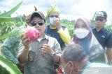 Bupati Sambas dukung petani buah naga milenial di Kecamatan Jawai untuk Gratieks
