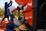 Pekerja menggunakan mesin pemipil merontokkan jagung saat panen di Kota Madiun, Jawa Timur, Rabu (3/11/2021). Sejumlah petani di wilayah tersebut memasuki musim panen jagung dan hasilnya dijual dengan harga Rp3.700 per kilogram dalam kondisi basah atau Rp5.200 per kilogram kering. Antara Jatim/Siswowidodo/zk