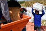 Pekerja menggunakan mesin pemipil merontokkan jagung saat panen di Kota Madiun, Jawa Timur, Rabu (3/11/2021). Sejumlah petani di wilayah tersebut memasuki musim panen jagung dan hasilnya dijual dengan harga Rp3.700 per kilogram dalam kondisi basah atau Rp5.200 per kilogram kering. Antara Jatim/Siswowidodo/zk