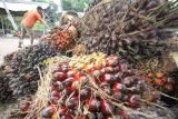 Kenaikan harga TBS kelapa sawit. Pekerja mengumpulkan kelapa sawit di Desa Mulieng Manyang, Kecamatan Kuta Makmur, Aceh Utara, Aceh, Rabu (3/11/2021). Harga tandan buah segar (TBS) kelapa sawit di Aceh dari Rp1.800 naik menjadi Rp3.000 per kilogram menyusul tingginya permintaan crude palm oil (CPO) di pasar dan minimnya pasokan dampak terjadi penurunan produksi akibat musim treek. ANTARA FOTO/Rahmad