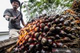 Kenaikan harga TBS kelapa sawit. Pekerja mengumpulkan kelapa sawit di Desa Mulieng Manyang, Kecamatan Kuta Makmur, Aceh Utara, Aceh, Rabu (3/11/2021). Harga tandan buah segar (TBS) kelapa sawit di Aceh dari Rp1.800 naik menjadi Rp3.000 per kilogram menyusul tingginya permintaan crude palm oil (CPO) di pasar dan minimnya pasokan dampak terjadi penurunan produksi akibat musim treek. ANTARA FOTO/Rahmad