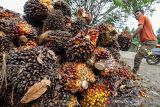 Kenaikan harga TBS kelapa sawit. Pekerja mengumpulkan kelapa sawit di Desa Mulieng Manyang, Kecamatan Kuta Makmur, Aceh Utara, Aceh, Rabu (3/11/2021). Harga tandan buah segar (TBS) kelapa sawit di Aceh dari Rp1.800 naik menjadi Rp3.000 per kilogram menyusul tingginya permintaan crude palm oil (CPO) di pasar dan minimnya pasokan dampak terjadi penurunan produksi akibat musim treek. ANTARA FOTO/Rahmad