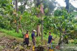 Bunga bangkai setinggi empat meter ditemukan tumbuh di kebun kakao warga Agam
