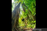 Pohon berakar di jalur penanaman kopi di Dusun Pantai Mangkiling, Kabupaten Hulu Sungai Tengah, Kalimantan Selatan, Kamis (4/11/2021). Posko Meratus bersama Serikat Petani Indonesia (SPI) Kalsel dan Pokdarwis Datu Maningkat menyelanggarakan penanaman bibit kopi jenis arabika di ketinggian 1000 MDPL pada 12 hingga 14 Nopember 2021 untuk melestarikan lingkungan alam Pegunungan Meratus dan mengajak para pecinta alam dan masyarakat umum dengan biaya registrasi Rp250 ribu per orang. Foto Antaranews Kalsel/Dok-Posko Meratus/Bay.