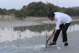 Presiden Jokowi tanam benih mangrove di Abu Dhabi