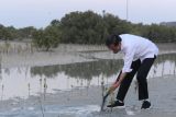 Jokowi tanam mangrove di Abu Dhabi