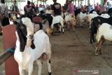 Pemkab Kudus lelang pengadaan kambing bagi peternak