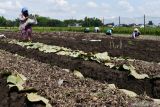  Pekerja memanen bawang merah di Kota Madiun, Jawa Timur, Minggu (7/11/2021). Menurut petani di wilayah tersebut harga bawang merah di tingkat petani turun dari musim panen sebelumnya Rp14 ribu per kilogram menjadi Rp7.000 hingga Rp8.000 per kilogram karena banyak tengkulak yang menunda pembelian. Antara Jatim/Siswowidodo/zk
