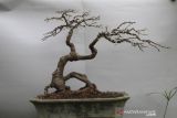 Pameran bonsai di Bangka Barat