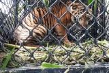 BKSDA: Harimau masuk perkebunan warga Aceh Selatan