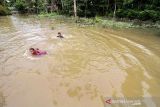 Banjir landa Aceh Utara. Sejumlah anak berenang dalam banjir yang merendam Desa Ampeh, Kecamatan Tanah Luas, Aceh Utara, Selasa (9/11/2021). Banjir akibat luapan sungai yang tidak mampu menampung tingginya intensitas hujan itu menerjang Tiga kecamatan di Aceh Utara dan ratusan jiwa warga dilaporkan mulai mengungsi. ANTARA FOTO/Rahmad