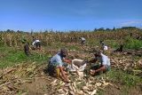 Satgas TNI panen jagung bersama warga perbatasan RI-PNG