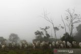 Brazil selidiki kasus penyakit sapi gila pada manusia