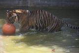 Polres Tebo olah TKP penemuan tengkorak manusia diduga diterkam harimau