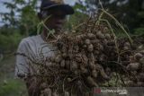 Produktivitas Kacanag Tanah masih Rendah