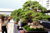 Ratusan bonsai terbaik dari semua daerah dipamerkan di Surabaya