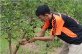 Petani Jeruk Tebas Juniardi memetik jeruk dari pohon di kebunnya di Sempalai, Kecamatan Tebas, Kabupaten Sambas, Kalimantan Barat, Sabtu (13/11/2021). Jeruk Tebas yang merupakan salah satu komoditas pertanian unggulan Kabupaten Sambas tersebut dijual petani jeruk ke pedagang penampung setempat seharga Rp5 ribu hingga Rp7 ribu per kilogram sesuai ukuran dan kualitas buah. ANTARA FOTO/Jessica Helena Wuysang/wsj.