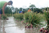  Petani memanen bawang merah yang terendam banjir pascaturun hujan deras di Desa Junjung, Tulungagung, Jawa Timur, Jumat (12/11/2021). Banjir yang merendam puluhan hektare tanaman bawang merah petani itu menyebabkan harga jual turun drastis, dari Rp20 juta per ton menjadi Rp5 jutaan akibat penurunan kualitas hasil panen. ANTARA FOTO/Destyan Sujarwoko/aww.
