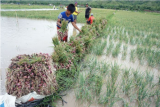 Anak petani ikut memanen bawang merah yang terendam banjir pascaturun hujan deras di Desa Junjung, Tulungagung, Jawa Timur, Jumat (12/11/2021). Banjir yang merendam puluhan hektare tanaman bawang merah petani itu menyebabkan harga jual turun drastis, dari Rp20 juta per ton menjadi Rp5 jutaan akibat penurunan kualitas hasil panen. ANTARA FOTO/Destyan Sujarwoko/aww.