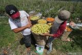  Buruh tani menimbang tomat saat panen di kawasan pertanian Desa Ngancar, Kediri, Jawa Timur, Sabtu (13/11/2021). Petani mengeluhkan rendahnya harga jual tomat selama sebulan terakhir yang hanya Rp1.000 per kilogram, padahal untuk mendapatkan balik modal minimal harga jual Rp2.000 per kilogram sehingga petani dipastikan merugi. Antara Jatim/Prasetia Fauzani/zk