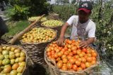 Buruh tani memilah tomat saat panen di kawasan pertanian Desa Ngancar, Kediri, Jawa Timur, Sabtu (13/11/2021). Petani mengeluhkan rendahnya harga jual tomat selama sebulan terakhir yang hanya Rp1.000 per kilogram, padahal untuk mendapatkan balik modal minimal harga jual Rp2.000 per kilogram sehingga petani dipastikan merugi. Antara Jatim/Prasetia Fauzani/zk