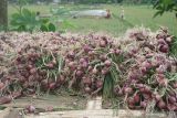 Petani memanen bawang merah yang terendam banjir pascaturun hujan deras di Desa Junjung, Tulungagung, Jawa Timur, Jumat (12/11/2021). Banjir yang merendam puluhan hektare tanaman bawang merah petani itu menyebabkan harga jual turun drastis, dari Rp20 juta per ton menjadi Rp5 jutaan, akibat kualitas buah yang mudah rusak. Antara Jatim/Destyan Sujarwoko/zk