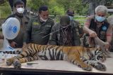 Tim Dokter BKSDA Aceh melakukan pemeriksaan kesehatan harimau Sumatra (Panthera tigris sumatrae) yang masuk ke dalam perangkap jebak (box trap) di Conservation Respon Unit (CRU) Desa Naca, Trumon Tengah, Aceh Selatan, Aceh, Jumat (12/11/2021). Tim dokter BKSDA Aceh melakukan proses observasi untuk memastikan kesehatan harimau sumatra berjenis kelamin betina yang diperkirakan berumur 1,5 tahun sebelum proses dilepasliarkan kembali ke habitatnya. ANTARA FOTO/M Alawi Kadafi/Lmo/aww.