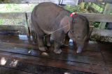 Anak gajah liar betina yang terkena jerat berada di klinik pengobatan sebelum proses pengobatan di Pusat Latihan Gajah (PLG) Saree, Aceh Besar, Aceh, Senin (15/11/2021). BKSDA Aceh bersama tim Pusat Kajian Satwa Liar (PKSL) berhasil mengevakuasi seekor anak gajah betina yang diperkirakan berumur 12 bulan setelah mengalami luka serius akibat terkena jerat dibagian tengah belalai pada Minggu (14/11/2021) dikawasan Desa Alue Meuraksa, Kecamatan Teunom, Aceh Jaya. ANTARA FOTO/Syifa Yulinnas/hp.