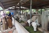 PT Berdikari menghadirkan 1.000 sapi indukan dukung Desa Korporasi Sapi