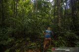 Ketua Serikat Petani Indonesia (SPI) Kalsel Dwi Putera Kurniawan berjalan menyusuri hutan Pegunungan Meratus di Kawsan Gunung Periuk, Dusun Pantai Mangkiling, Kabupaten Hulu Sungai Tengah, Kalimantan Selatan, Rabu (17/11/2021). Serikat Petani Indonesia (SPI) Kalsel bersama Posko Meratus serta Pokdarwis Datu Maningkat dan warga Dusun Pantai Mangkiling melakukan Uji coba menanam benih kopi jenis arabika di ketinggian 1000 MDPL di Pegunungan Meratus kegiatan tersebut merupakan salah satu upaya untuk melestarikan hutan yang terus terancam aksi penebangan. Foto Antaranews Kalsel/Bayu Pratama S.