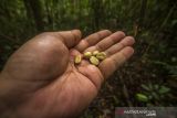 Benih kopi jenis arabika yang di tanam di titik 1000 MDPL di Kawsan Gunung Periuk, Dusun Pantai Mangkiling, Kabupaten Hulu Sungai Tengah, Kalimantan Selatan, Rabu (17/11/2021). Serikat Petani Indonesia (SPI) Kalsel bersama Posko Meratus serta Pokdarwis Datu Maningkat dan warga Dusun Pantai Mangkiling melakukan Uji coba menanam benih kopi jenis arabika di ketinggian 1000 MDPL di Pegunungan Meratus kegiatan tersebut merupakan salah satu upaya untuk melestarikan hutan yang terus terancam aksi penebangan. Foto Antaranews Kalsel/Bayu Pratama S.