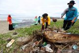 Mahasiswa dan pengajar Prodi Teknologi Laboratorium Medik (TLM) Poltekkes Kemenkes Aceh membersihkan sampah di pantai wisata Gampong Jawa, Banda Aceh, Aceh, Kamis (18/11/2021). Aksi bersih sampah di pantai wisata dan bantaran sungai Krueng Aceh itu untuk mengajak masyarakat peduli terhadap kebersihan lingkungan serta upaya untuk mewujudkan Indonesia sehat serta bebas sampah pada 2025. ANTARA/Irwansyah Putra