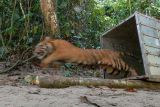 BKSDA lepasliarkan harimau sumatera ke Taman Nasional Gunung Leuser