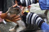 Relawan yang tergabung dalam Ngawi Cats Rescue (NCR) memberi makan dan mengobati penyakit kulit pada seekor kucing terlantar atau kucing jalanan di pasar Ngawi, Jawa Timur, Sabtu (20/11/2021). Kegiatan pemberian makan dan pengobatan terhadap kucing jalanan tersebut diadakan di beberapa lokasi untuk meningkatkan serta menggugah kepedulian masyarakat guna menyelamatkan hewan terlantar khususnya kucing. Antara Jatim/Ari Bowo Sucipto/zk
