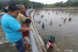 Warga berusaha menangkap ikan di mata air Jembangan, Kediri, Jawa Timur, Sabtu (20/11/2021). Panen ikan massal atau biasa disebut dengan gropyok ikan tersebut merupakan cara warga sekitar merayakan kemakmuran alam sekaligus menumbuh kembangkan rasa memiliki untuk menjaga kelestarian ekosistem. Antara Jatim/Prasetia Fauzani/zk