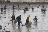 Warga berusaha menangkap ikan di mata air Jembangan, Kediri, Jawa Timur, Sabtu (20/11/2021). Panen ikan massal atau biasa disebut dengan gropyok ikan tersebut merupakan cara warga sekitar merayakan kemakmuran alam sekaligus menumbuh kembangkan rasa memiliki untuk menjaga kelestarian ekosistem. Antara Jatim/Prasetia Fauzani/zk