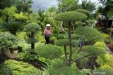 Penjualan tanaman hias di Makassar meningkat jelang akhir tahun