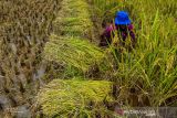 Petani memanen padi di Kecamatan Cipaku, Kabupaten Ciamis, Jawa Barat, Minggu (21/11/2021). Kementerian Pertanian menargetkan produksi padi nasional pada tahun 2022 sebesar 55,20 juta ton dalam rangka menjalankan program prioritas yakni peningkatan ketersediaan, akses dan kualitas konsumsi pangan. ANTARA FOTO/Adeng Bustomi/agr
