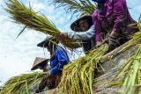 Petani merontokan padi di Kecamatan Cipaku, Kabupaten Ciamis, Jawa Barat, Minggu (21/11/2021). Kementerian Pertanian menargetkan produksi padi nasional pada tahun 2022 sebesar 55,20 juta ton dalam rangka menjalankan program prioritas yakni peningkatan ketersediaan, akses dan kualitas konsumsi pangan. ANTARA FOTO/Adeng Bustomi/agr
