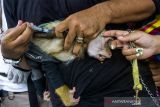 Petugas menyuntikkan vaksin rabies ke monyet ekor panjang saat vaksinasi rabies gratis di Desa Cibalongsari, Klari, Karawang, Jawa Barat, Minggu (21/11/2021). Rumah Bombom Komunitas Tanpa Batas membuka pelayanan vaksin rabies gratis bagi hewan peliharaan seperti kucing, musang, dan monyet untuk melindungi dari penyakit rabies. ANTARA FOTO/M Ibnu Chazar/agr