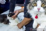 Petugas menyuntikkan vaksin rabies ke kucing saat vaksinasi rabies gratis di Desa Cibalongsari, Klari, Karawang, Jawa Barat, Minggu (21/11/2021). Rumah Bombom Komunitas Tanpa Batas membuka pelayanan vaksin rabies gratis bagi hewan peliharaan seperti kucing, musang, dan monyet untuk melindungi dari penyakit rabies. ANTARA FOTO/M Ibnu Chazar/agr